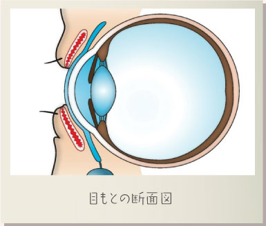 目もとの断面図